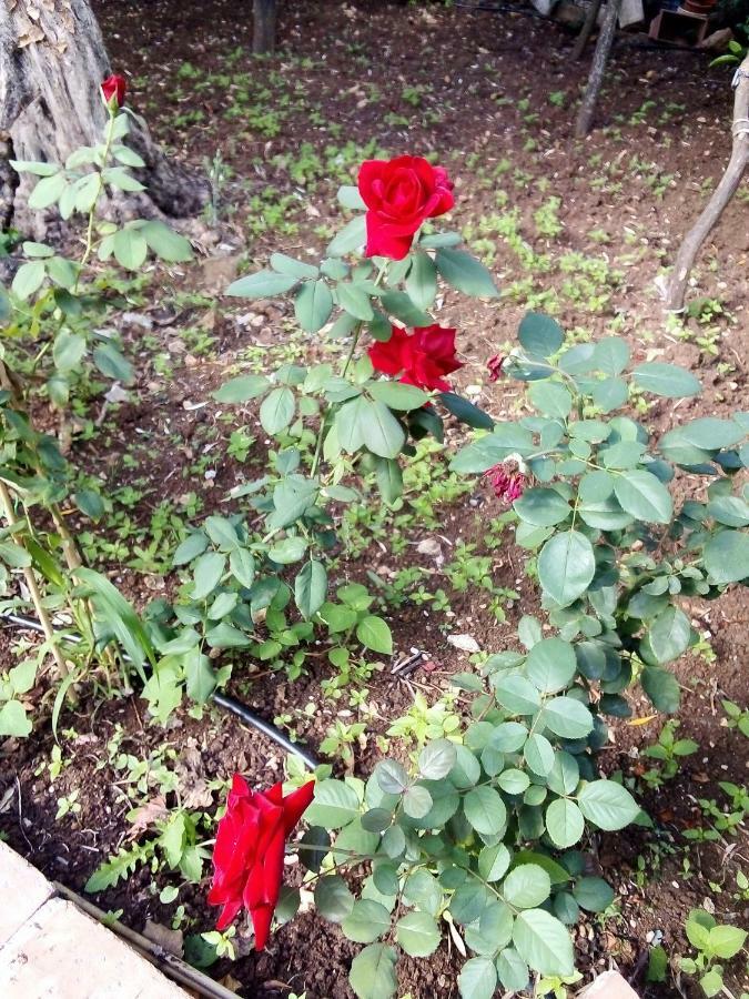 Il Giardino Di Hyccara Villa Carini Ngoại thất bức ảnh